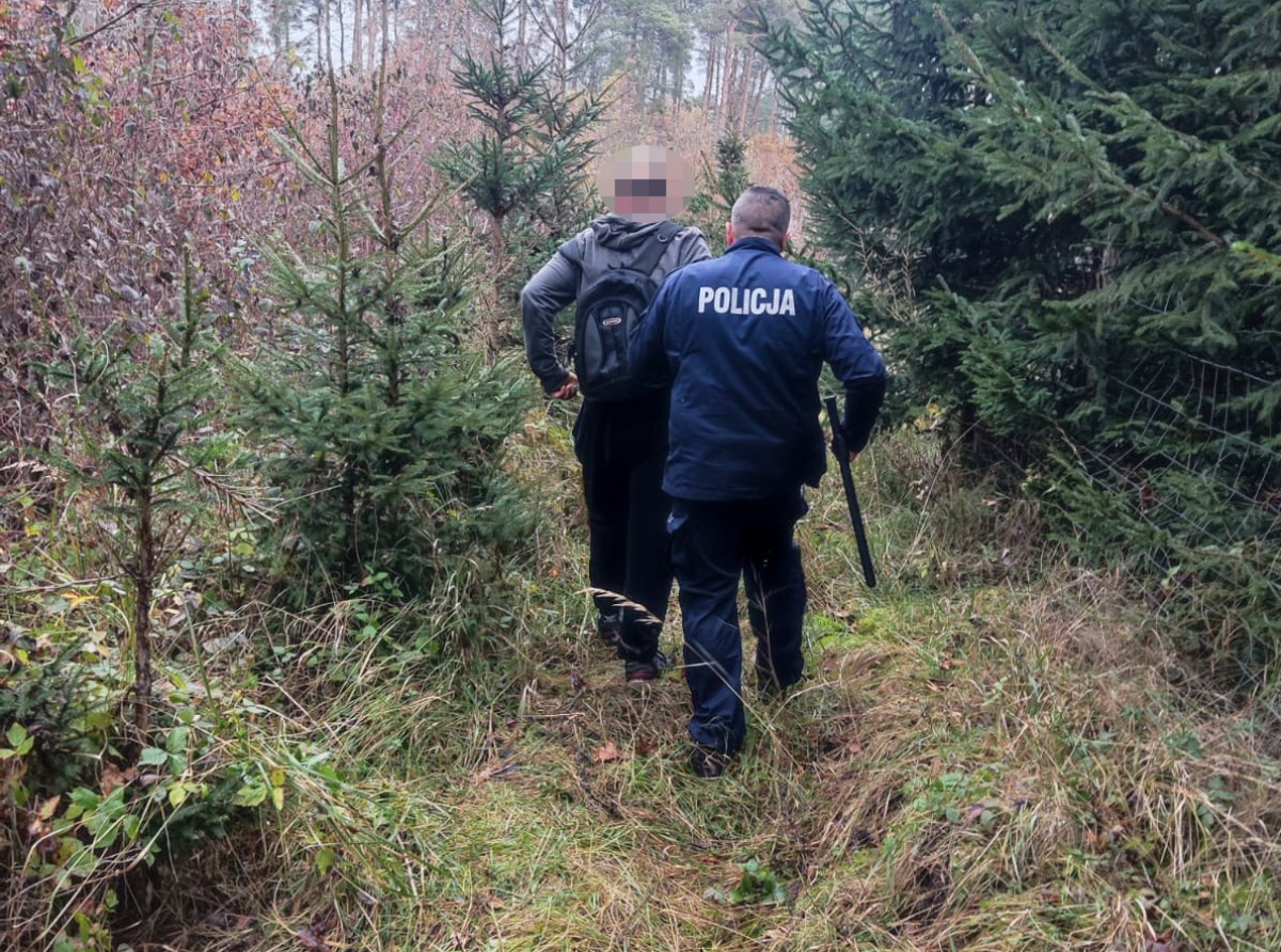 Rodzinna leśna uprawa konopi zlikwidowana