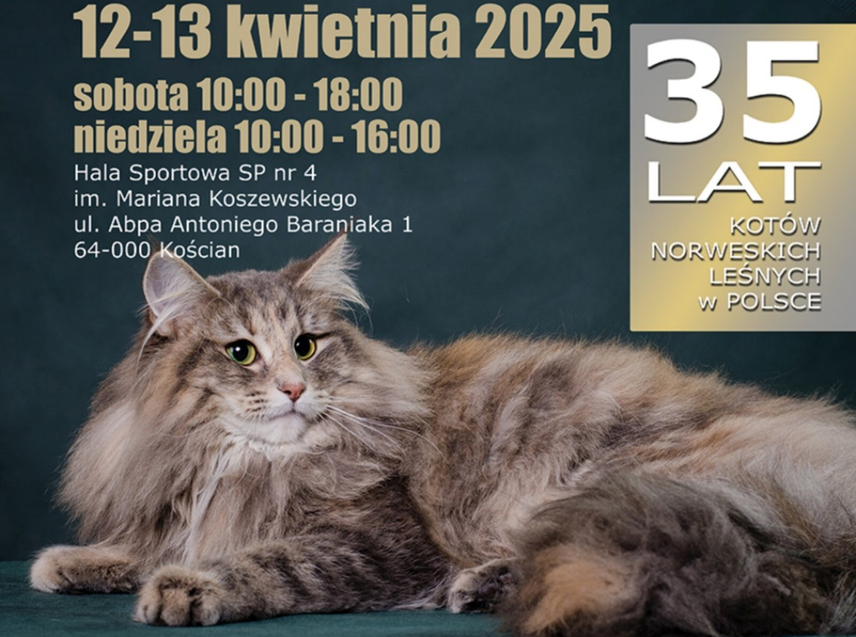 Międzynarodowa Wystawa Kotów Rasowych