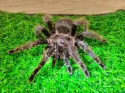 dzien-dziecka-pelen-emocji-stadion-w-koscianie-zamienil-sie-w-kraine-przygod-56