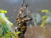 dzien-dziecka-pelen-emocji-stadion-w-koscianie-zamienil-sie-w-kraine-przygod-59