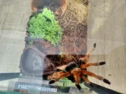 dzien-dziecka-pelen-emocji-stadion-w-koscianie-zamienil-sie-w-kraine-przygod-60