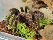 dzien-dziecka-pelen-emocji-stadion-w-koscianie-zamienil-sie-w-kraine-przygod-61