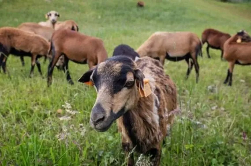 Owce zamiast kosiarek